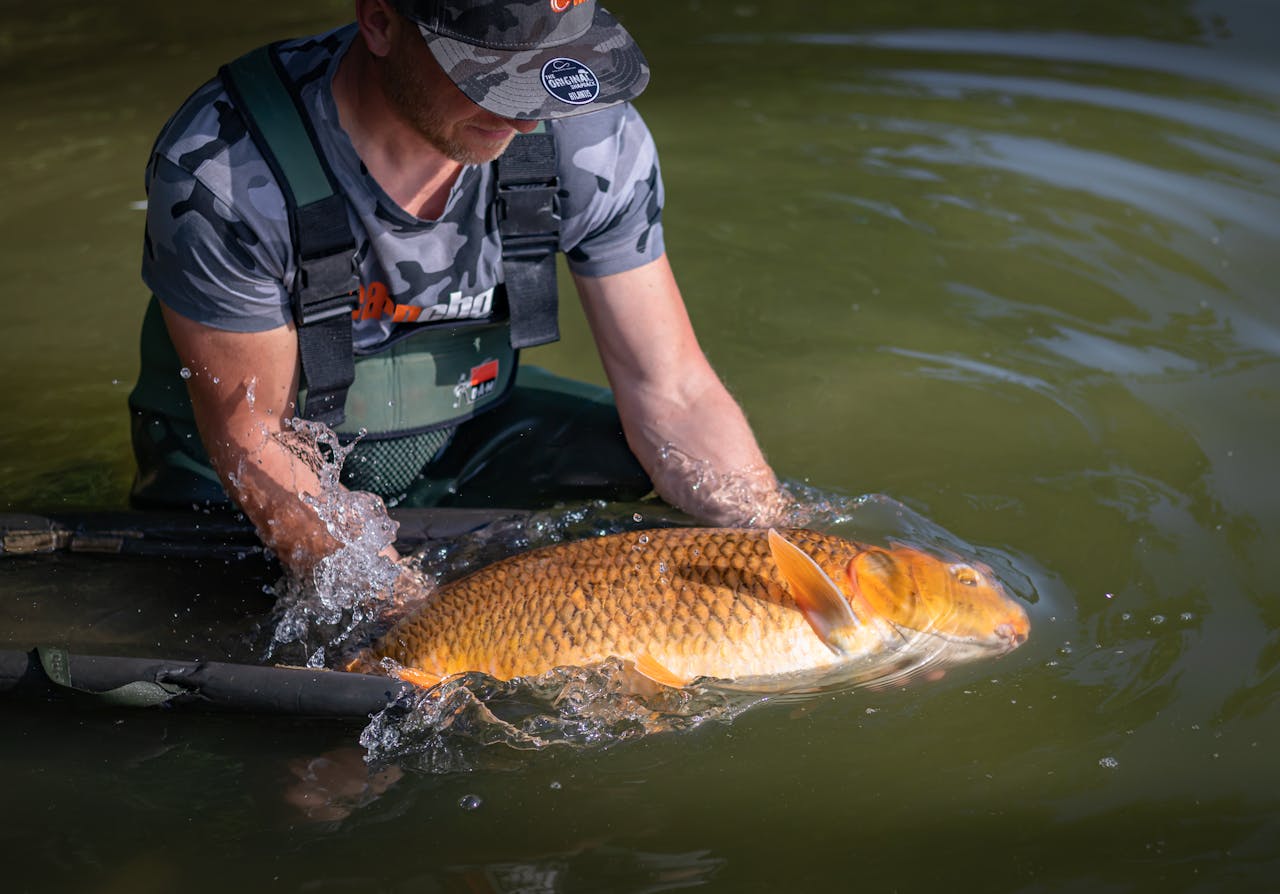 A fisherman gently releases a large carp into the water, showcasing catch and release fishing.