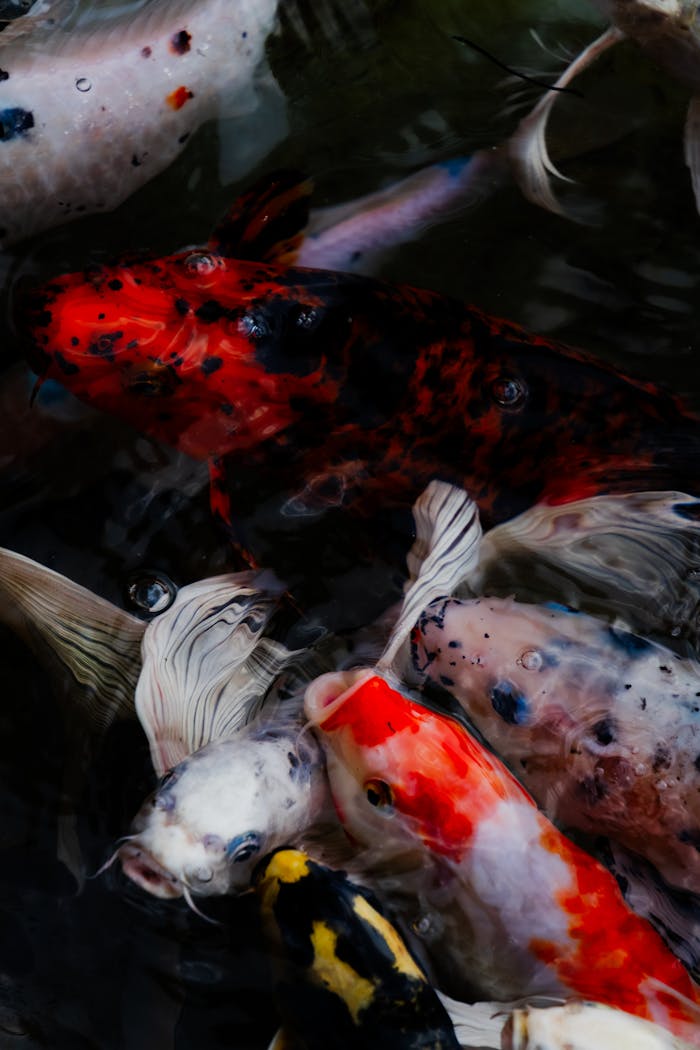 Colorful koi fish swimming gracefully in a pond in India.